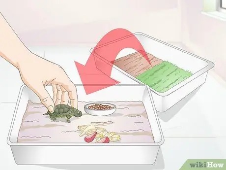 Покормите детеныша черепахи, шаг 3