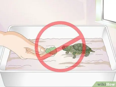 Покормите детеныша черепахи Шаг 5
