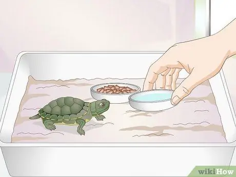 Покормите детеныша черепахи Шаг 6