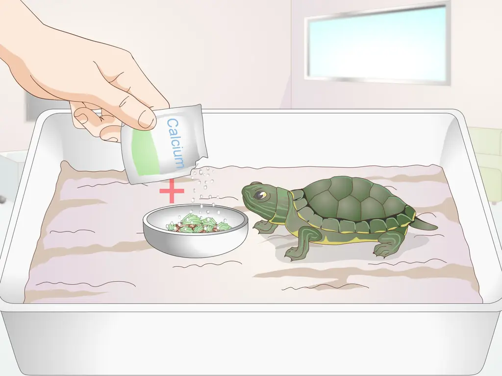 Как кормить черепаху: 10 шагов (с иллюстрациями)