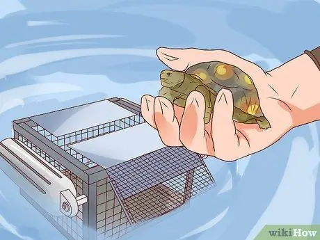 Поймать водяных черепах, шаг 7