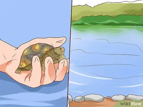 Поймать водяных черепах Шаг 8