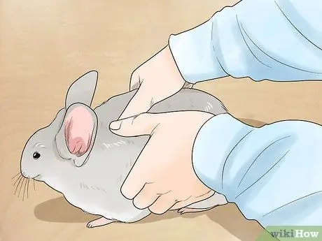 Выпустить шиншиллу из клетки Шаг 8