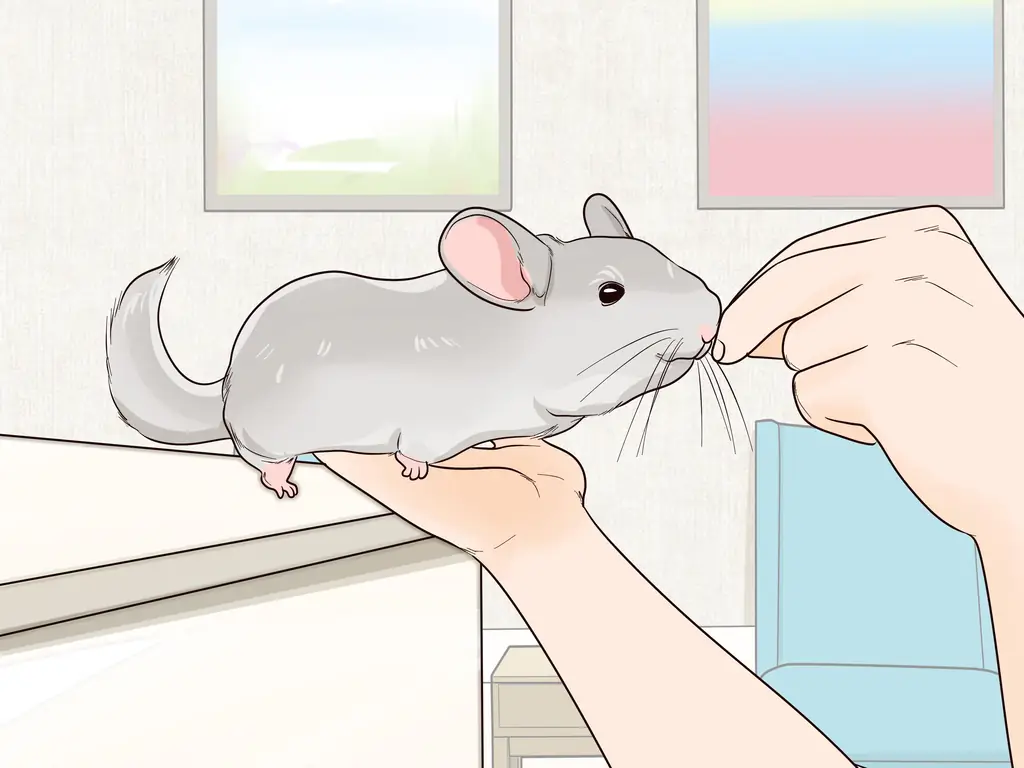 Как выпустить шиншиллу из клетки: 11 шагов (с иллюстрациями)