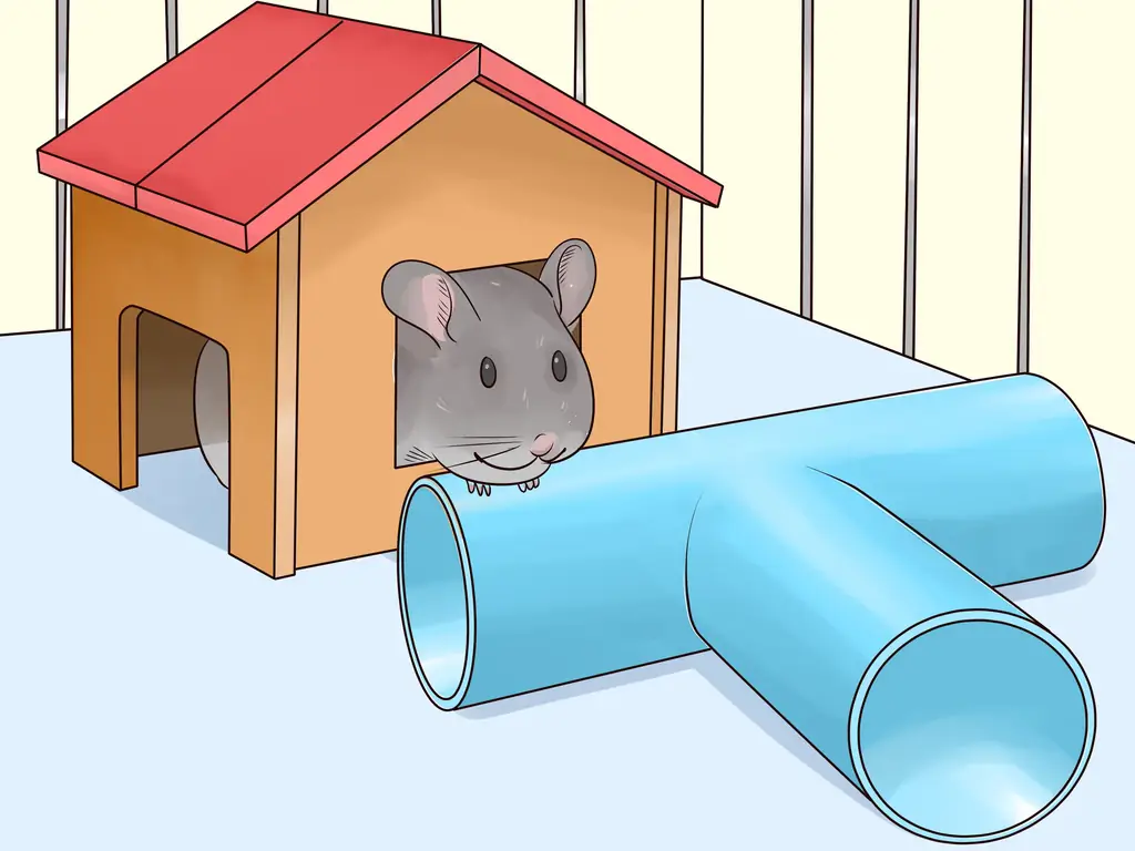 Как выбрать домики для шиншиллы: 10 шагов