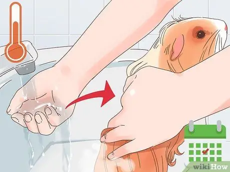 Уход за морской свинкой Coronet Step 10