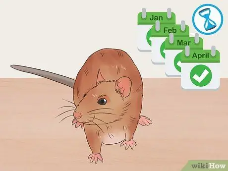 Desex a Pet Rat Step 1