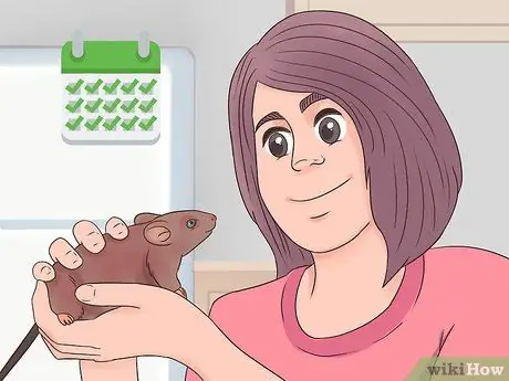 Desex a Pet Rat Step 10