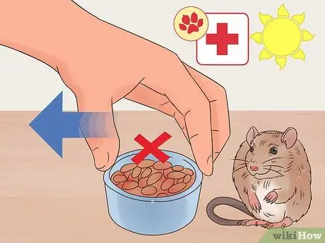 Desex a Pet Rat Step 3