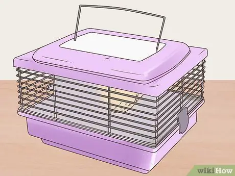 Desex a Pet Rat Step 4