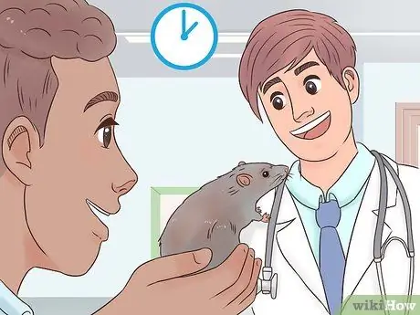 Desex a Pet Rat Step 5