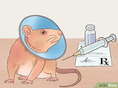 Desex a Pet Rat Step 6