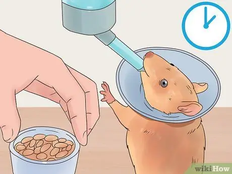 Desex a Pet Rat Step 7