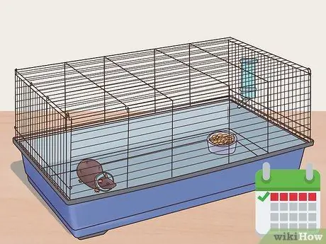 Desex a Pet Rat Step 8