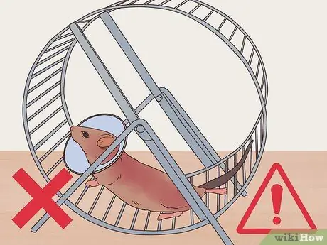 Desex a Pet Rat Step 9