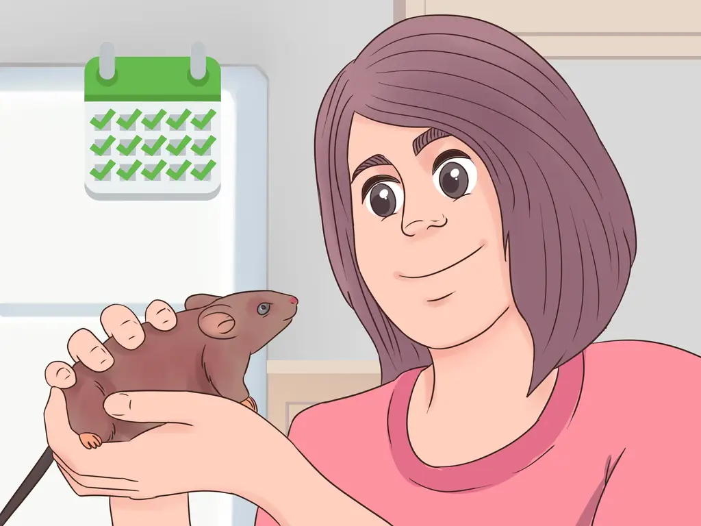 Как обезвредить домашнюю крысу: 10 шагов (с иллюстрациями)