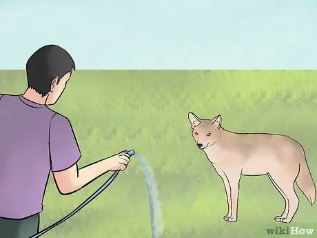 Deter Coyotes Шаг 9 Deter Coyotes Шаг 9