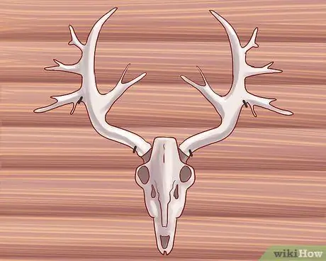 Оценка рогов оленя, шаг 1