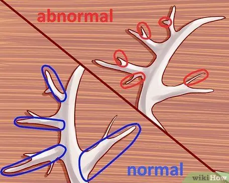 Оценка рогов оленя Шаг 10