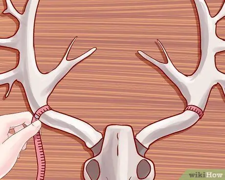 Оценка рогов оленя Шаг 14