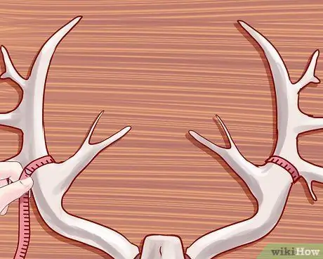 Оценка рогов оленя Шаг 15