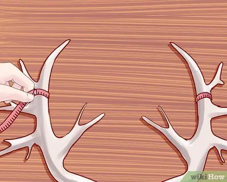 Оценка рогов оленя Шаг 17