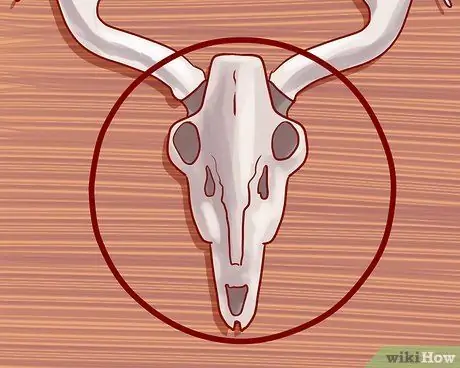 Оценка рогов оленя, шаг 2