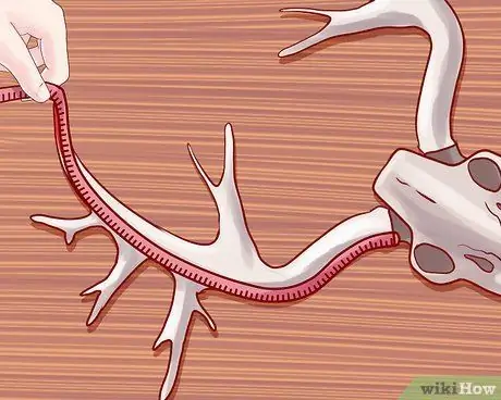 Оценка рогов оленя Шаг 9