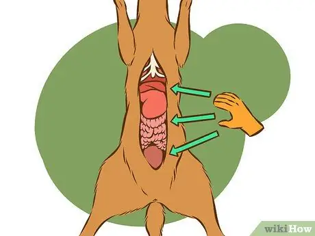 Очистить оленя Шаг 3