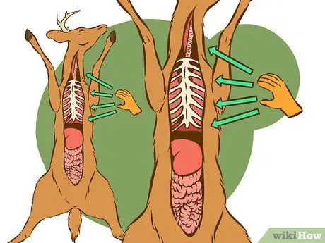 Очистить оленя Шаг 4