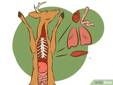 Очистить оленя Шаг 5