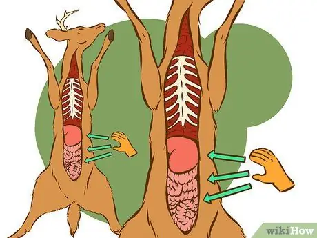Очистить оленя Шаг 6