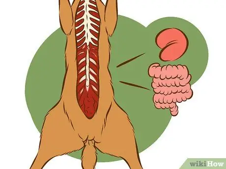 Очистить оленя Шаг 8