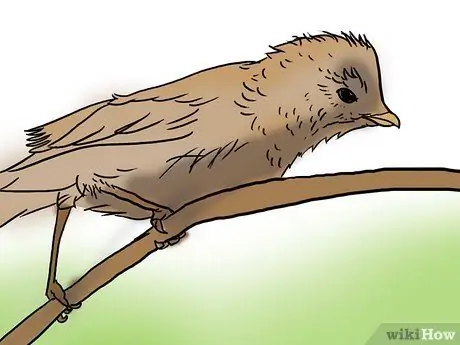 Преследовать с маскировочным костюмом (3D камуфляж) Шаг 13