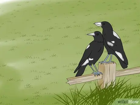 Охота на черных дроздов, шаг 6