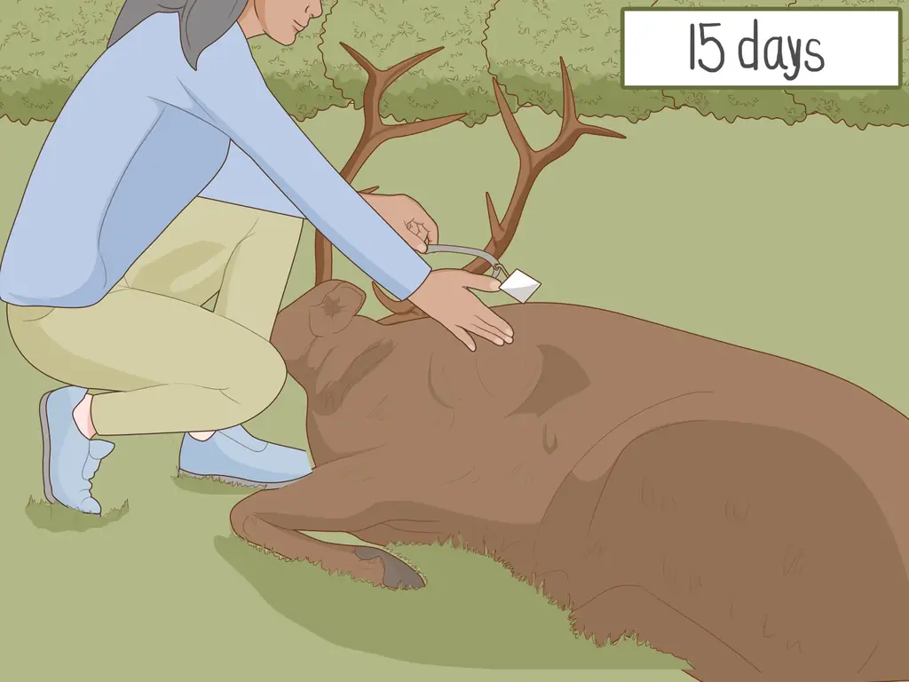 3 способа получить охотничью лицензию