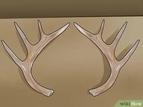 Оценка рога оленя, шаг 1