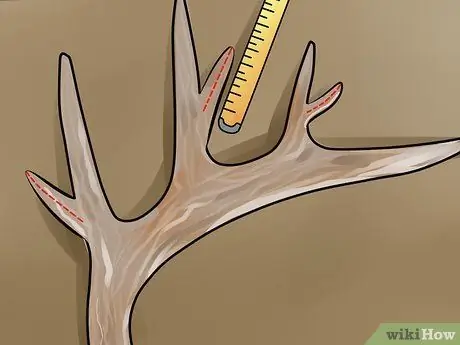 Оценка рога оленя, шаг 10