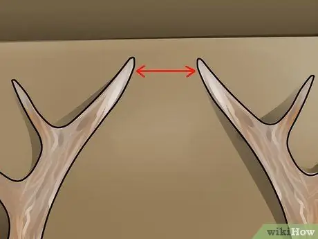 Оценка рога оленя, шаг 12