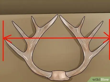 Оценка рога оленя, шаг 13