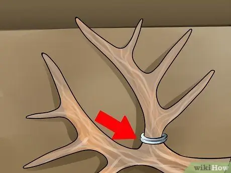 Оценка рога оленя, шаг 17