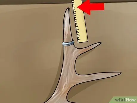 Оценка рога оленя, шаг 18