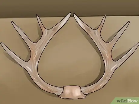 Оценка рога оленя, шаг 2