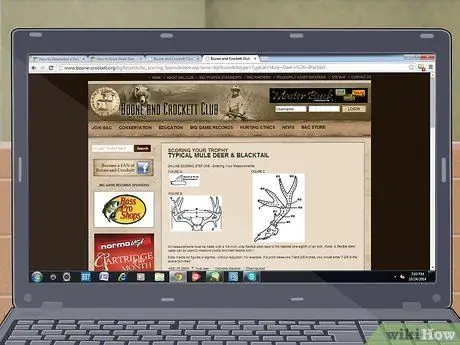 Оценка рога оленя, шаг 4