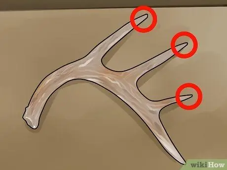 Оценка рога оленя, шаг 7