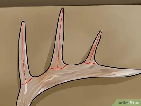 Оценка рога оленя, шаг 8