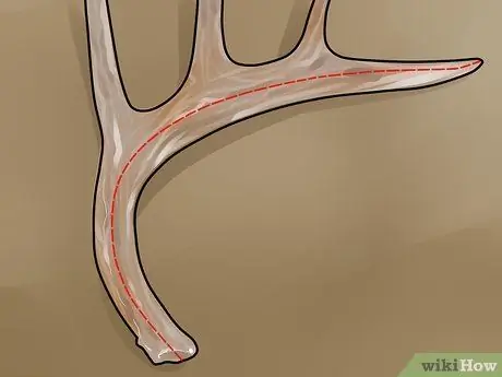 Оценка рога оленя, шаг 9