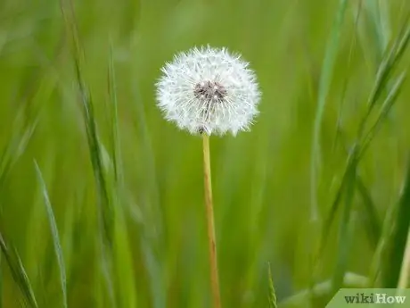 Выжить в лесу без охоты Шаг 7 Пуля 1