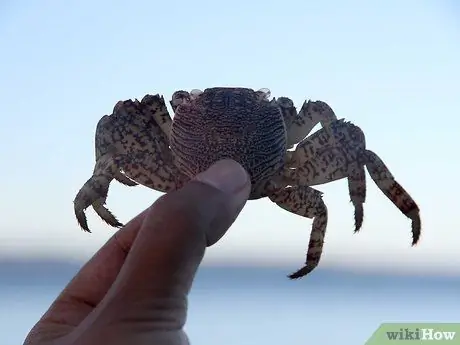 Выжить в лесу без охоты Шаг 9 Пуля 1