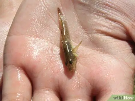 Выжить в лесу без охоты Шаг 5 Пуля 1